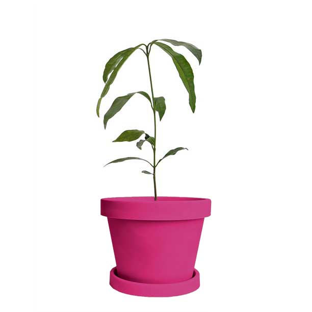 Image of Achacha Tree (Height: 3 - 4 FT Size: 20 L)