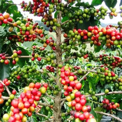 Image of Arabica Coffee Tree (Height: 2 - 3 FT Add Gift Wrap: No)