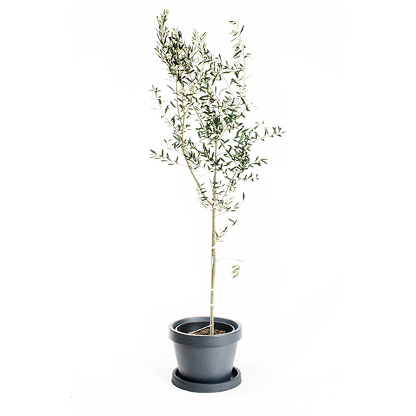Image of Arbequina Olive Tree (Height: 2 - 3 FT)