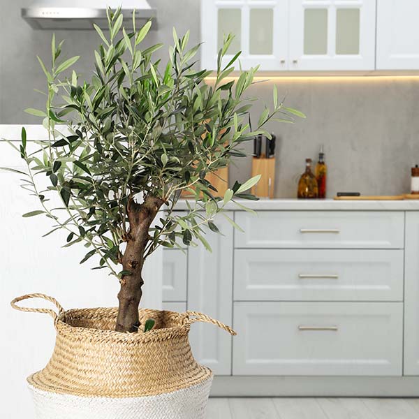 Image of Arbequina Olive Tree (Height: 4 - 5 FT)