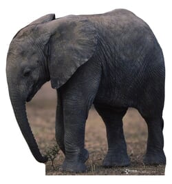 Image of Baby Elephant Talking Cardboard Cutout