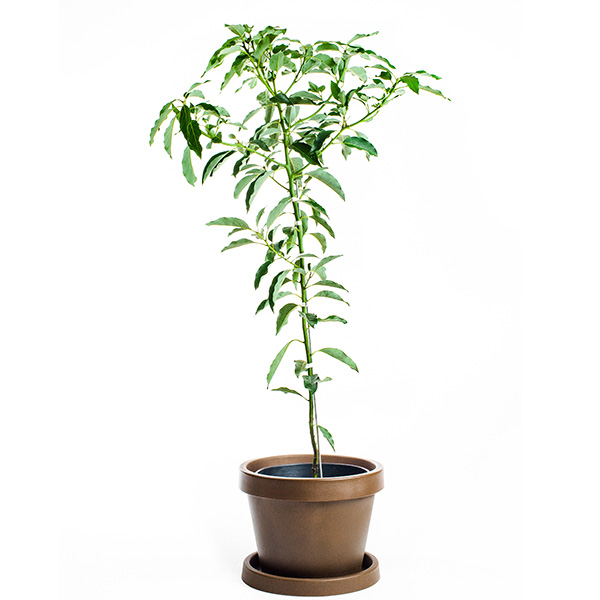 Image of Bacon Avocado Tree (Height: 1 TO 2 FT)
