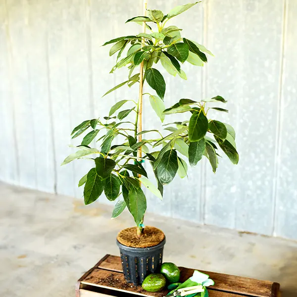 Image of Bacon Avocado Tree (Height: 2 - 3 FT)