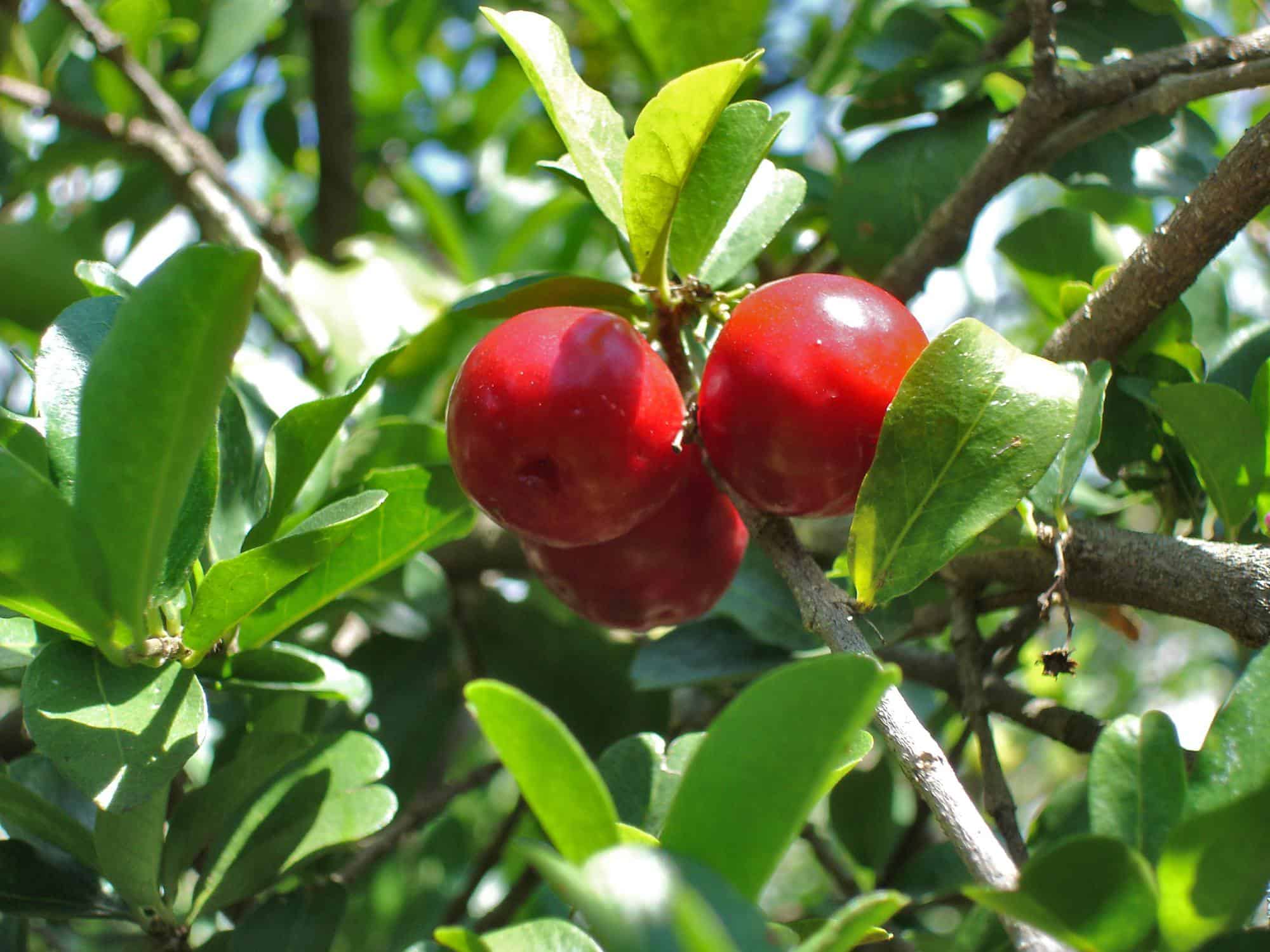 Image of Barbados Cherry Tree (Height: 5 - 6 FT)