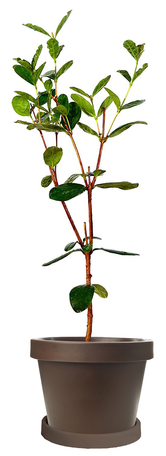 Image of Barbie Pink Guava Tree (Height: 2 - 3 FT Age: 1 Year)