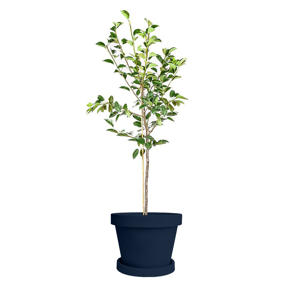 Image of Bartlett Pear Tree (Height: 3 - 4 FT)