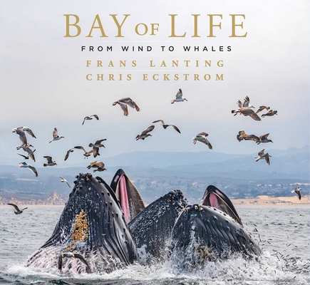 Image of Bay of Life: From Wind to Whales