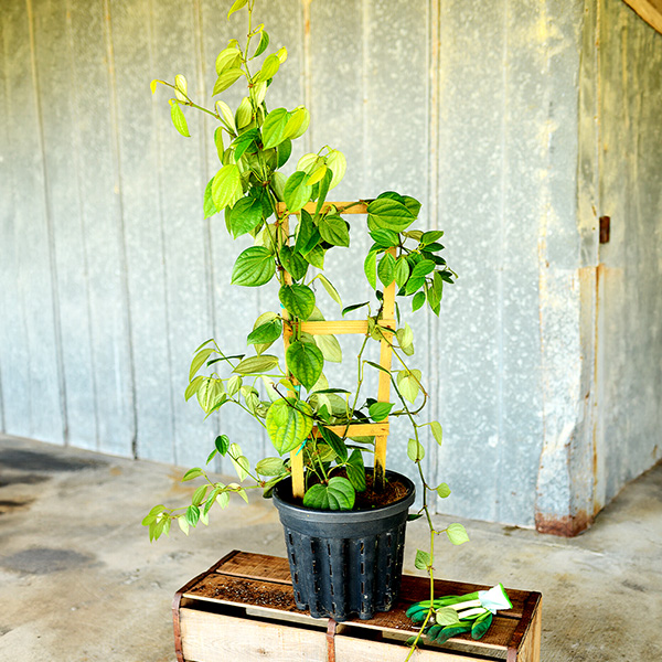 Image of Black Pepper Plant (Height: 3 - 4 FT Burlap Sack: No)