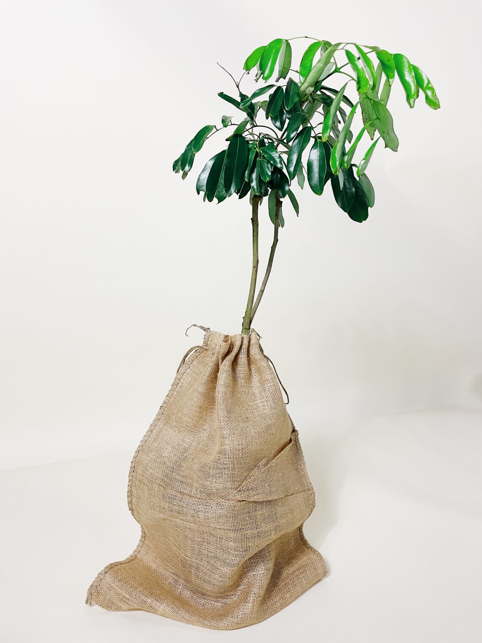 Image of Brewster Lychee Tree (Height: 1 TO 2 FT Burlap Sack: No)