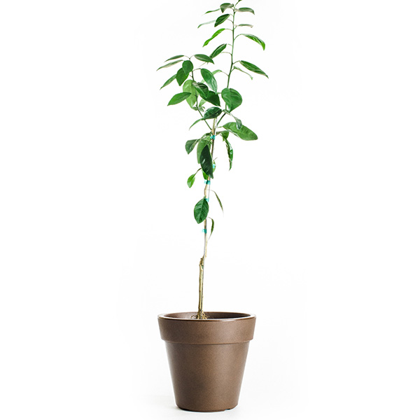 Image of Brown Select Satsuma Tree (Age: 2 - 3 Years Height: 2 - 3 FT Ship Method: Delivery)