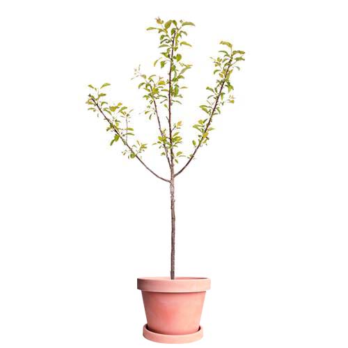 Image of Bruce Plum Tree (Height: 3 - 4 FT Size: 3 Gallon)