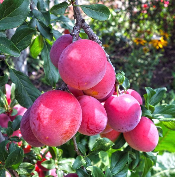 Image of Bruce Plum Tree (Height: 5 - 6 FT)