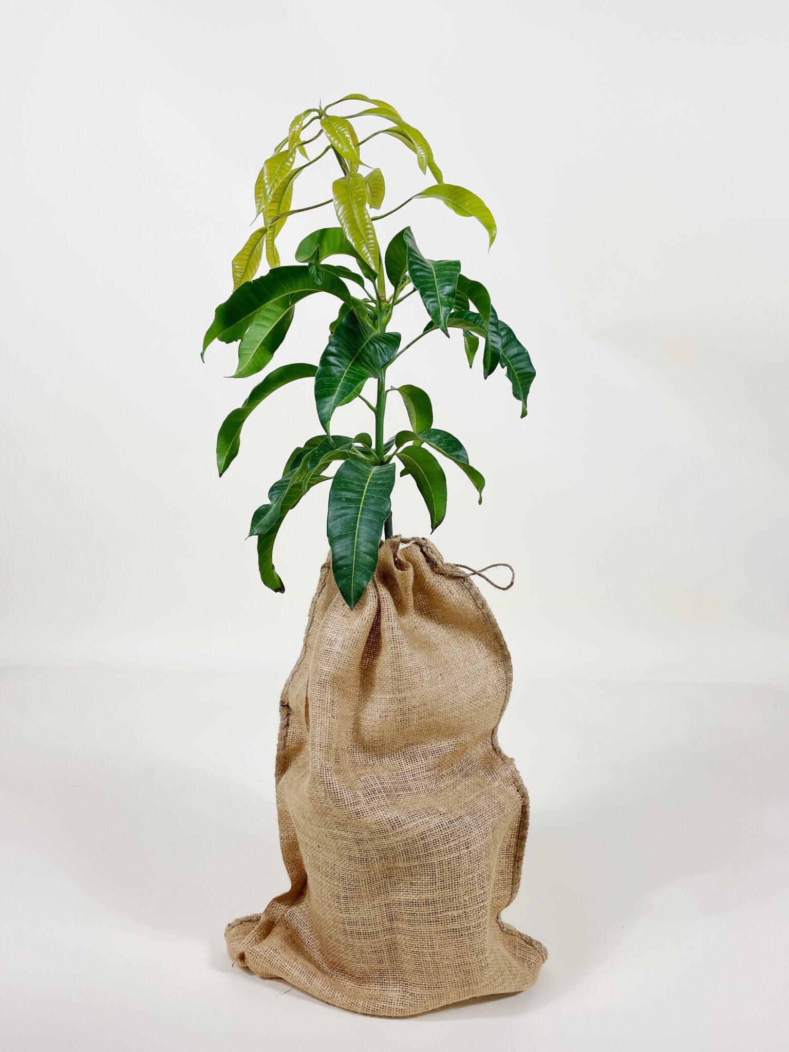 Image of Carrie Mango Tree (Height: 1 TO 2 FT Burlap Sack: Yes)