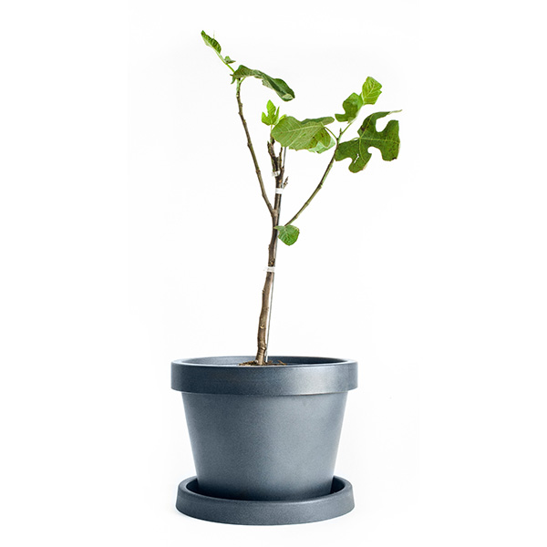 Image of Celeste Fig Tree (Height: 3 - 4 FT)