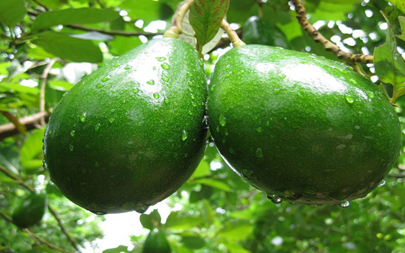 Image of Choquette Avocado Tree (Height: 3 - 4 FT)
