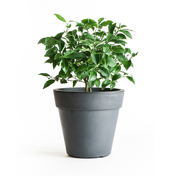Image of Cocktail Tree - (2 in 1 Meyer Lemon / Key Lime Tree) (Age: 1 Year Height: 18 - 26 IN Ship Method: Delivery)