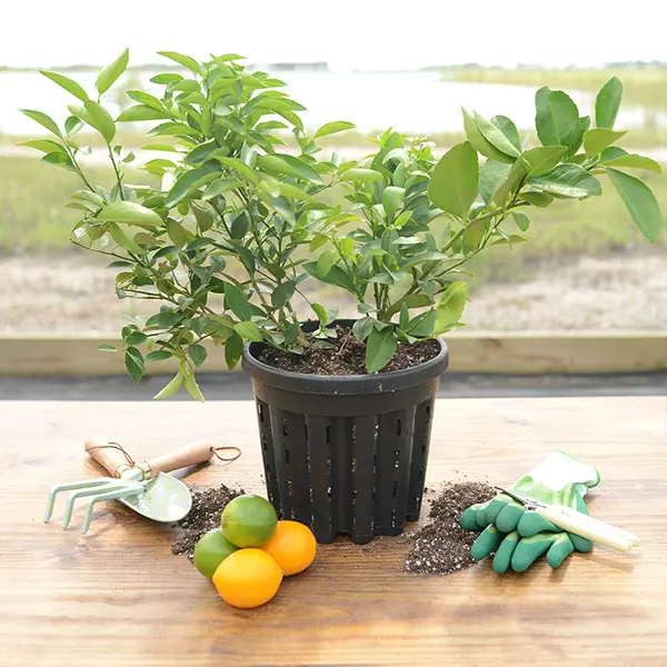 Image of Cocktail Tree - Meyer Lemon / Key Lime (Height: 12 - 16 IN Shape: Standard Add Gift Wrap: No)
