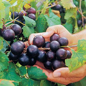 Image of Delicious Muscadine Grape Vine (Height: 2 - 3 FT)
