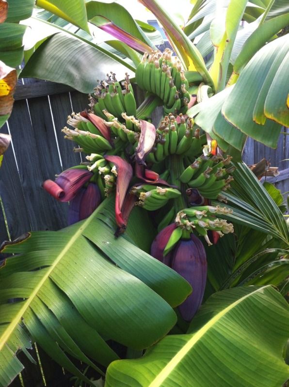 Image of Double Mahoi Banana Plant (Height: 3 - 4 FT)
