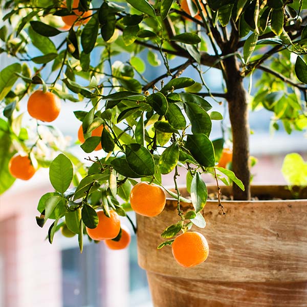 Image of Dwarf Brown Select Satsuma Tree (Height: 2 - 3 FT)