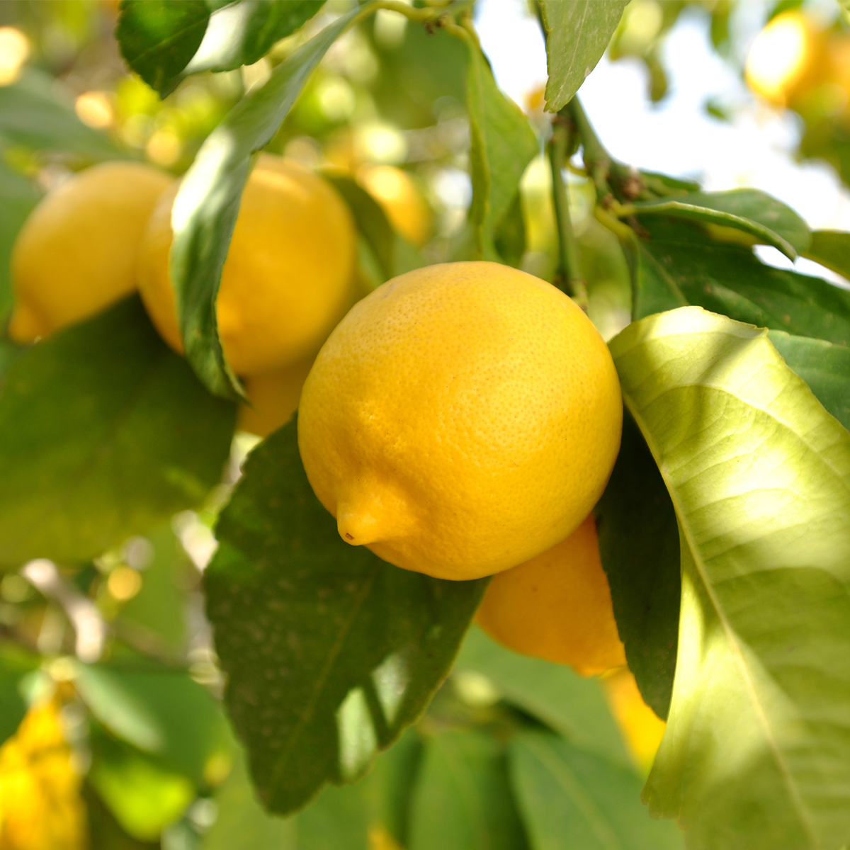 Image of Dwarf Eureka Lemon Tree (Height: 2 - 3 FT Shape: Bushy)