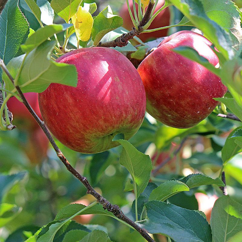 Image of Dwarf Fuji Apple Tree (Height: 5 - 6 FT)