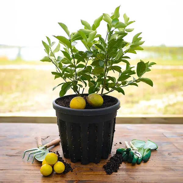 Image of Dwarf Improved Meyer Lemon Tree (Height: 18 - 26 IN Shape: Bushy Add Gift Wrap: No)