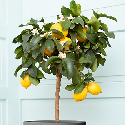 Image of Dwarf Improved Meyer Lemon Tree (Height: 2 - 3 FT Shape: Standard Add Gift Wrap: No)