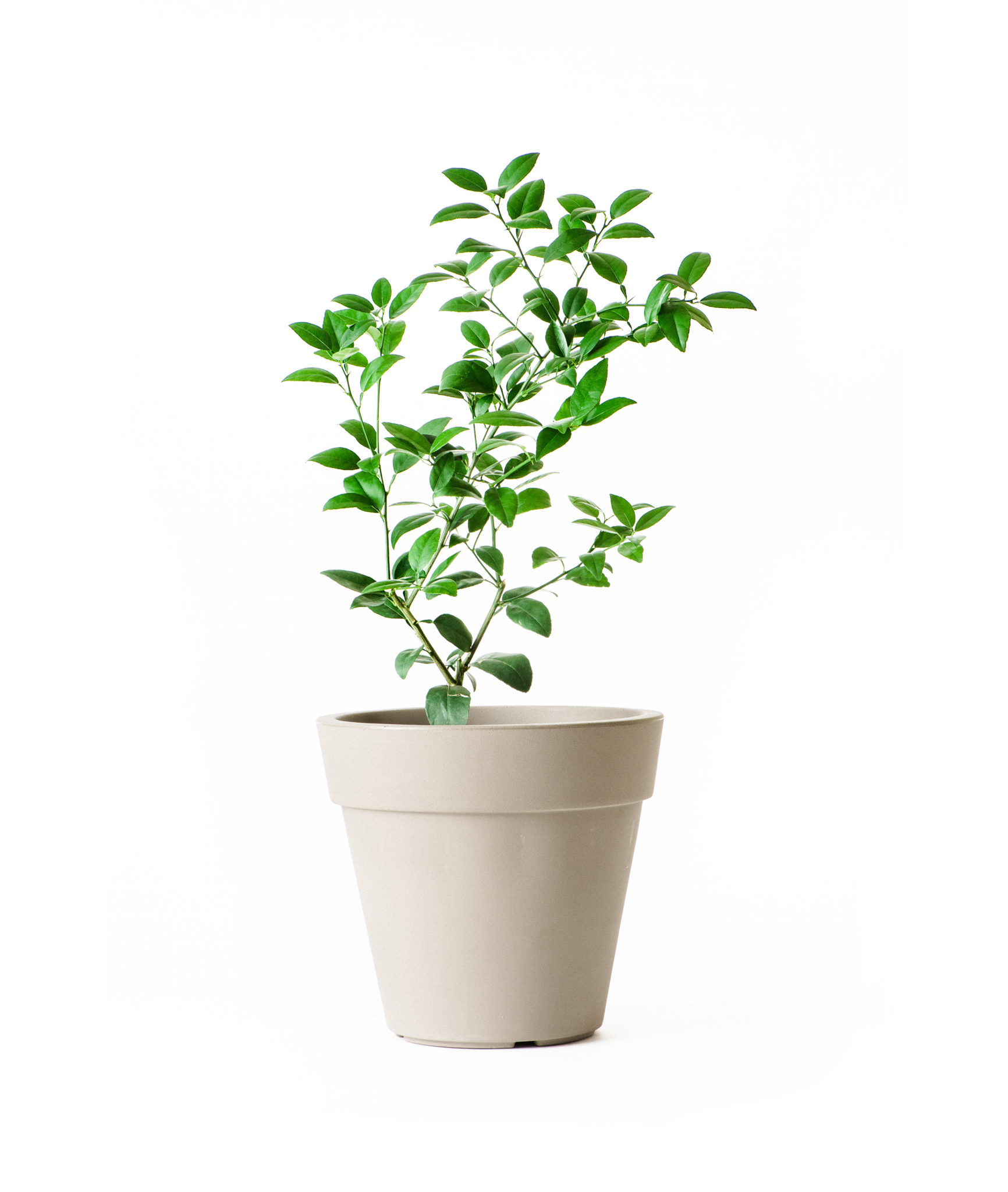 Image of Dwarf Key Lime Tree (Age: 1 Year Height: 18 - 26 IN)
