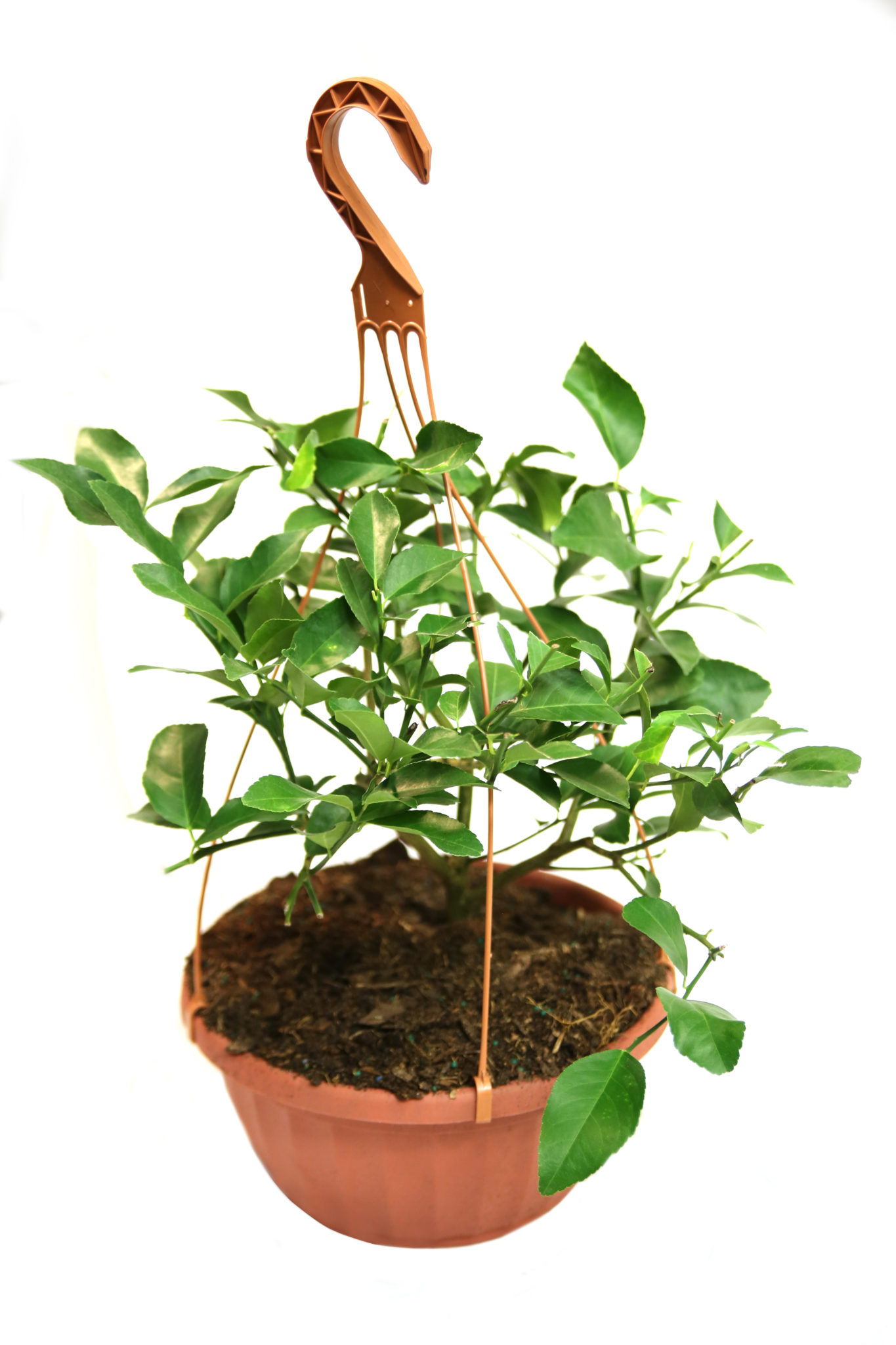 Image of Dwarf Key Limequat Hanging Basket (Age: 1 Year Height: 18 - 26 IN Size: 3 Gallon)