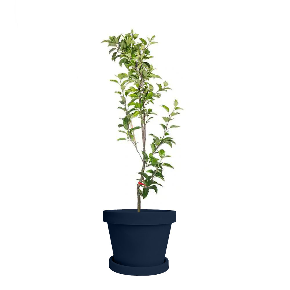 Image of Dwarf Red Delicious Apple Tree (Height: 3 - 4 FT Size: 3 Gallon)