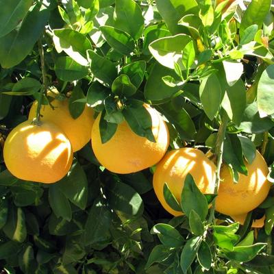 Image of Dwarf Ruby Red Grapefruit Tree (Height: 2 - 3 FT)