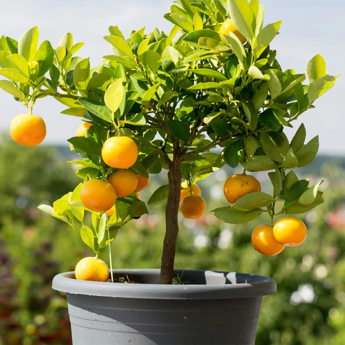 Image of Dwarf Washington Navel Orange Tree (Height: 2 - 3 FT)