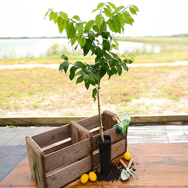 Image of Eureka Lemon Tree (Height: 2 - 3 FT Shape: Bushy Add Gift Wrap: No)