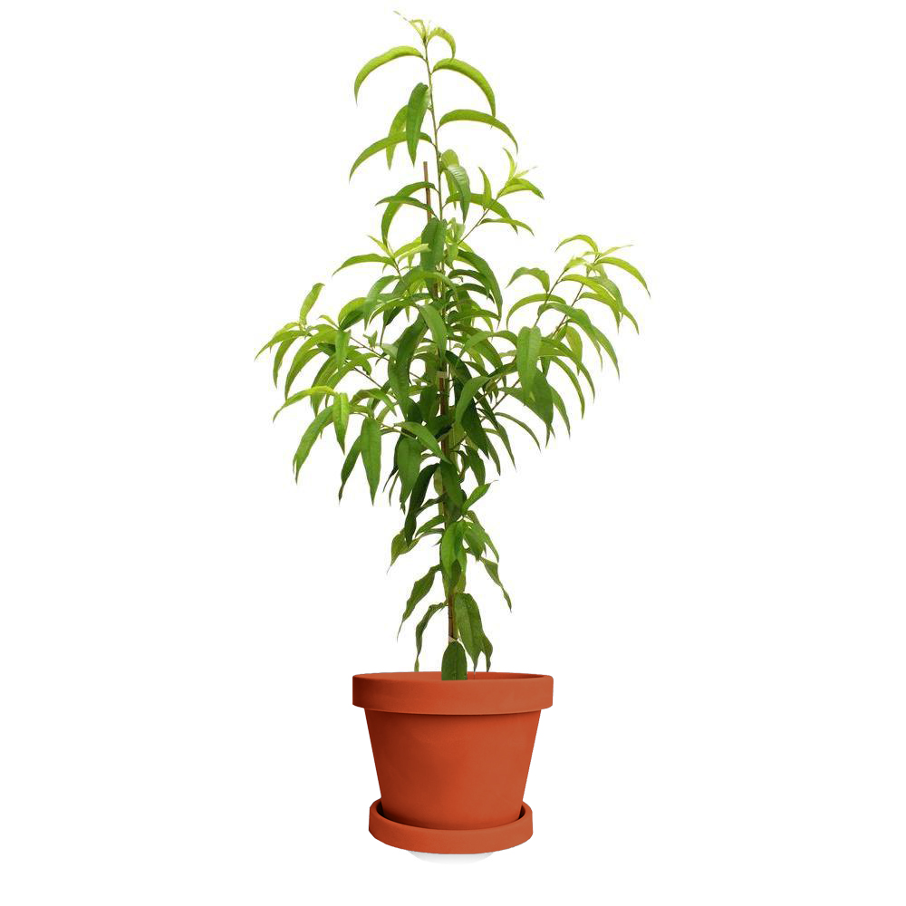 Image of Flordagold Peach Tree (Height: 4 - 5 FT)