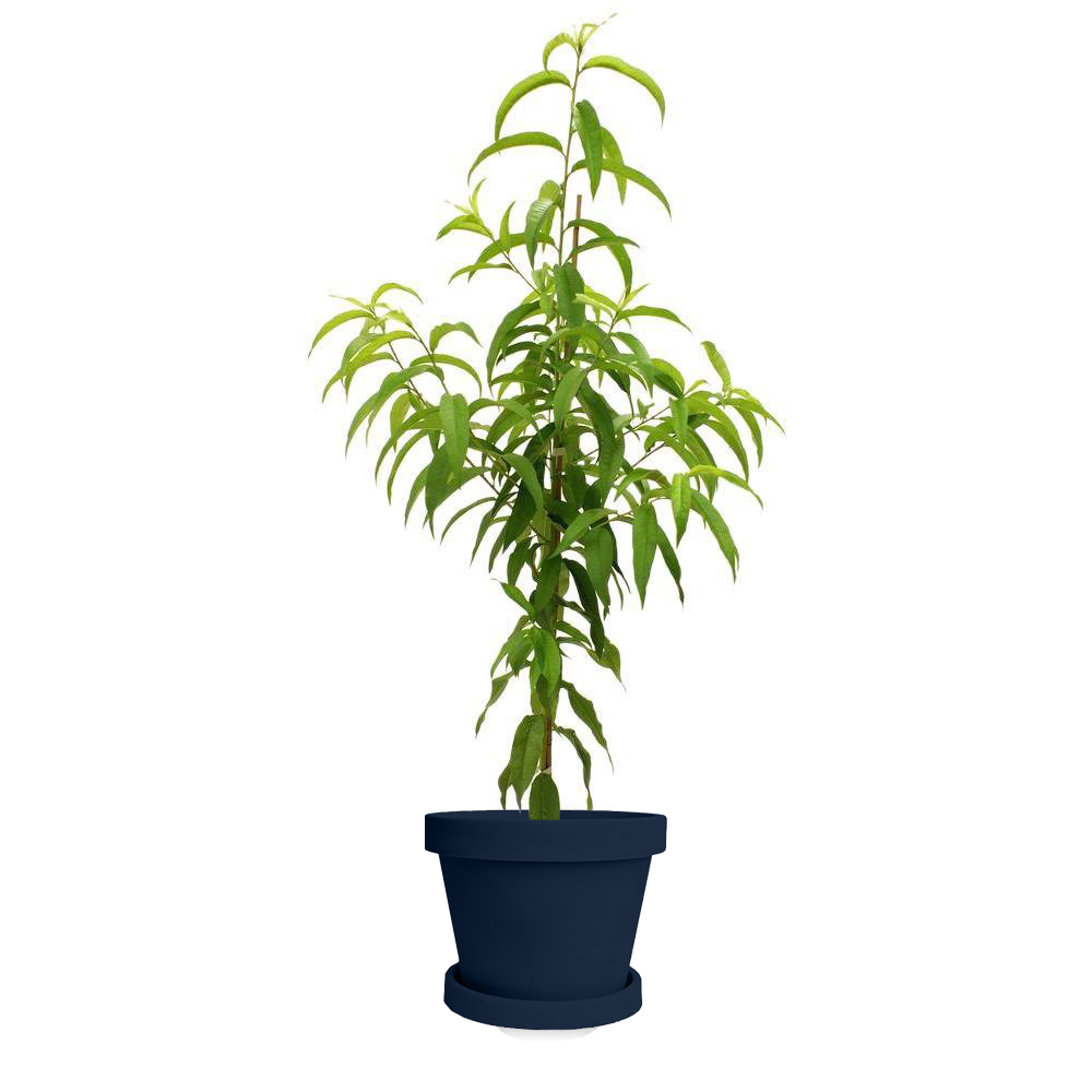 Image of Flordaking Peach Tree (Height: 3 - 4 FT)