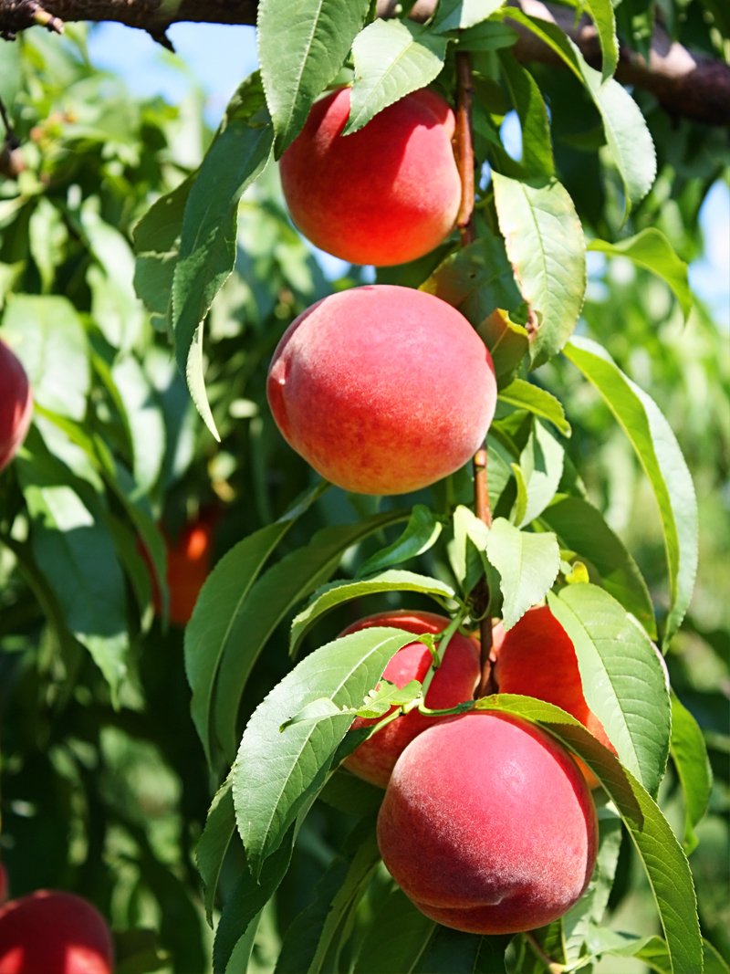Image of Flordaking Peach Tree (Height: 5 - 6 FT)