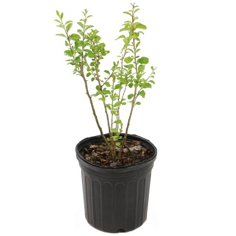 Image of Goji Berry Plant (Age: 1 Year Height: 2 - 3 FT)