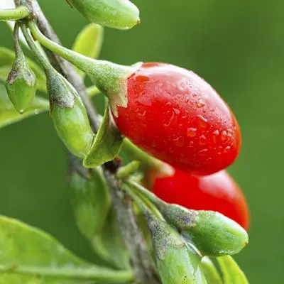 Image of Goji Berry Plant (Height: 2 - 3 FT)