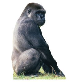 Image of Gorilla Talking Cardboard Cutout