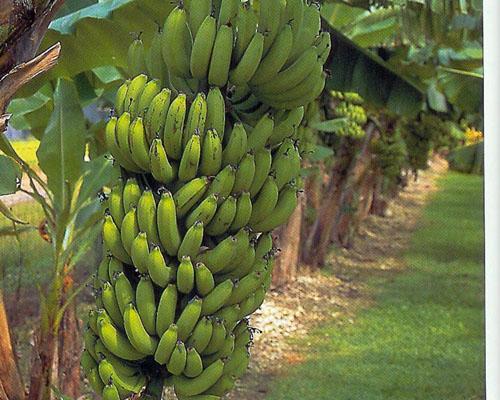 Image of Gran Nain Banana Plant (Height: 5 - 6 FT)