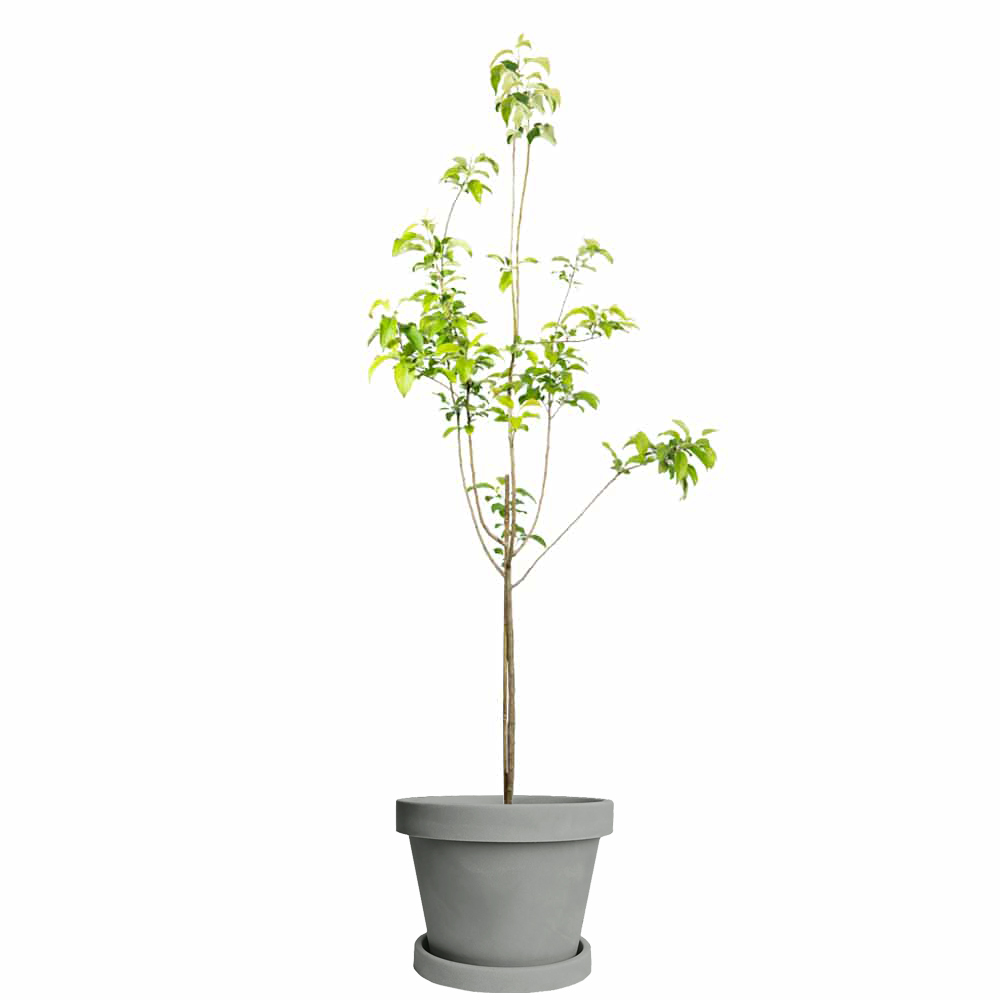 Image of Granny Smith Apple Tree (Height: 3 - 4 FT)