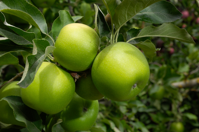 Image of Granny Smith Apple Tree (Height: 5 - 6 FT)