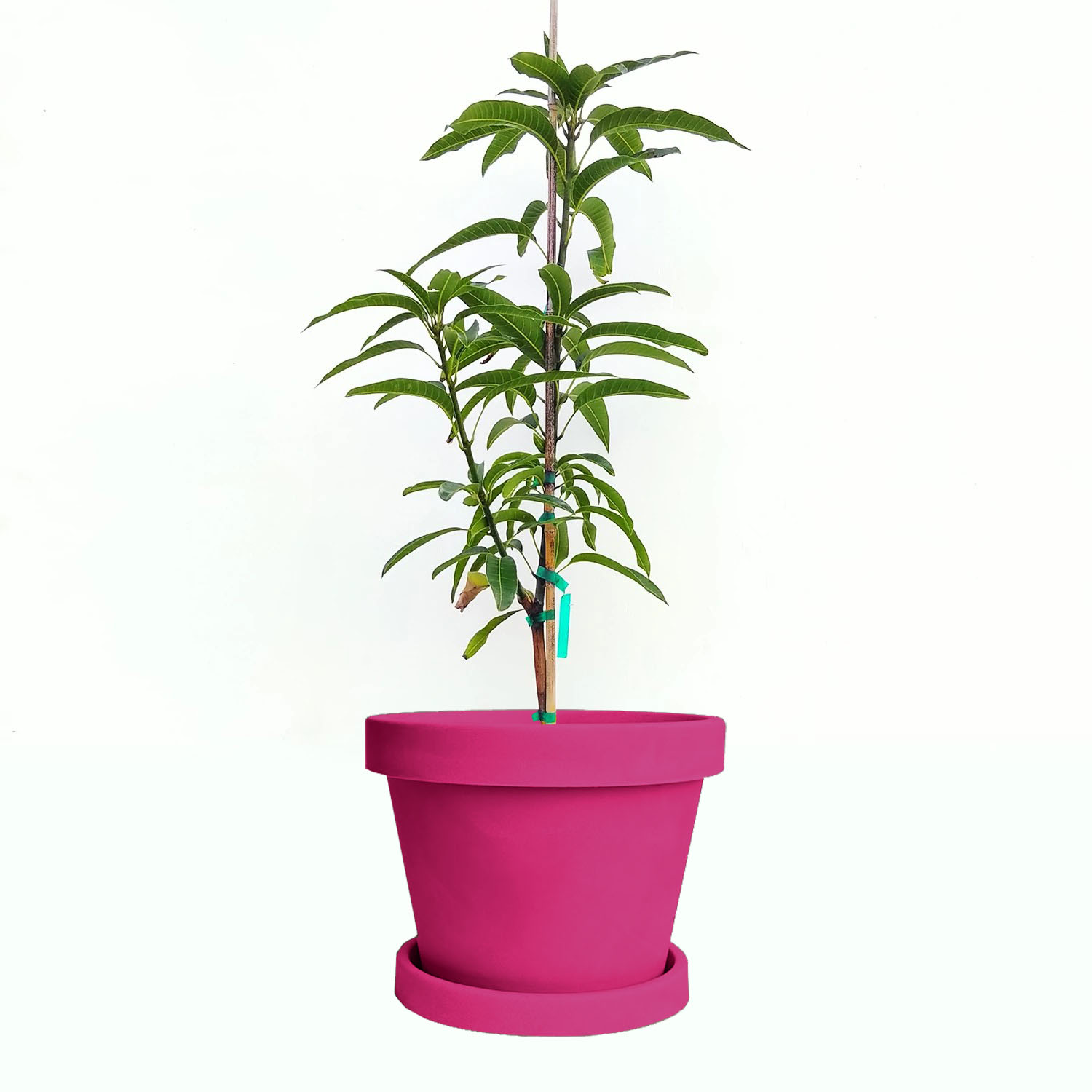 Image of Haden Mango Tree (Height: 2 - 3 FT Size: 5 L)
