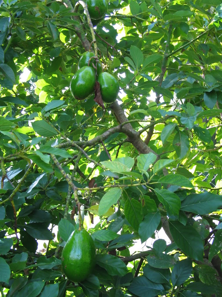 Image of Hall Avocado Tree (Height: 4 - 5 FT)