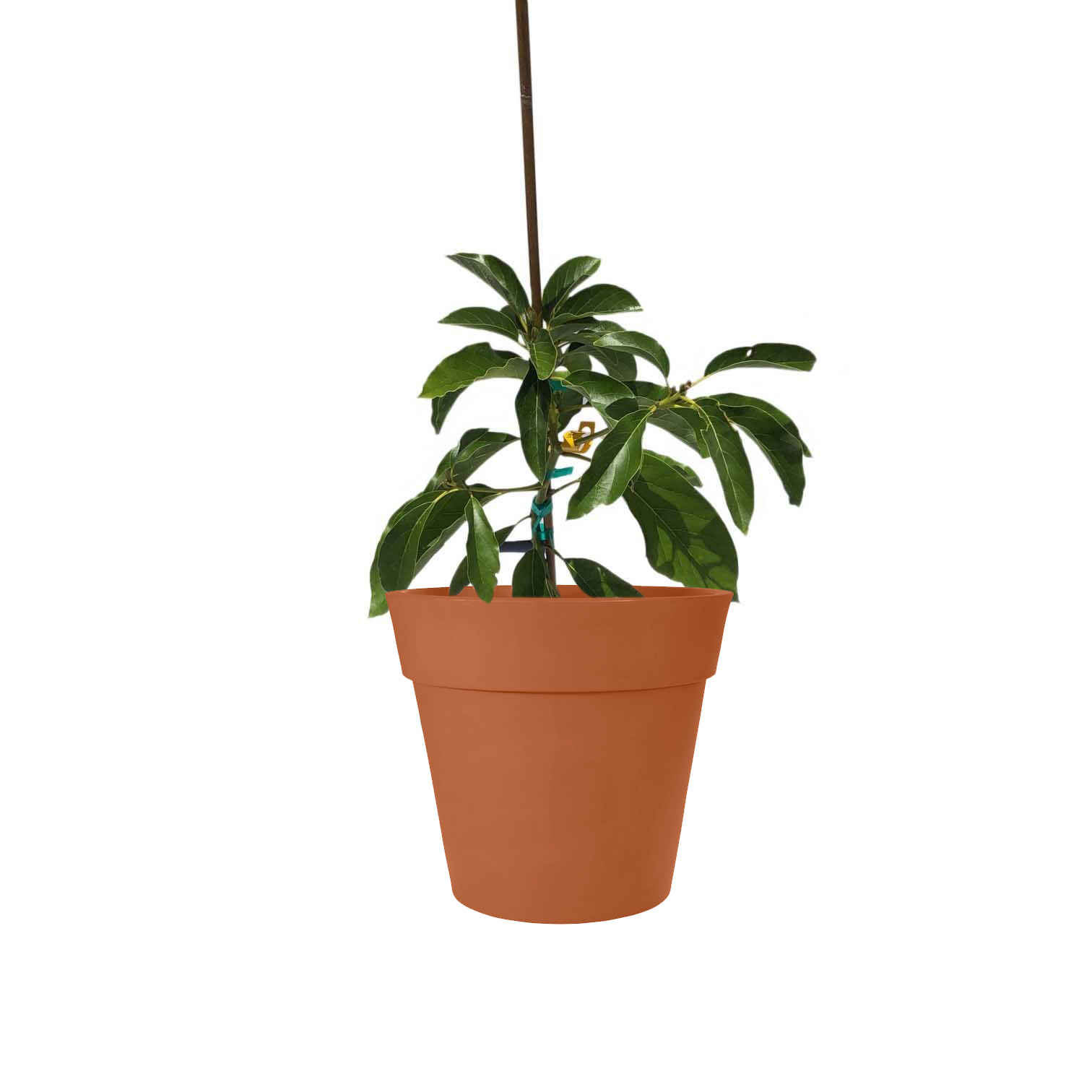 Image of Hall Avocado Tree (Height: 4 - 5 FT Size: 5 L)