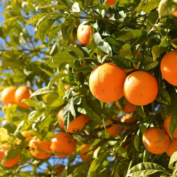 Image of Hamlin (Louisiana) Sweet Orange Tree (Height: 3 - 4 FT Ship Method: Delivery)