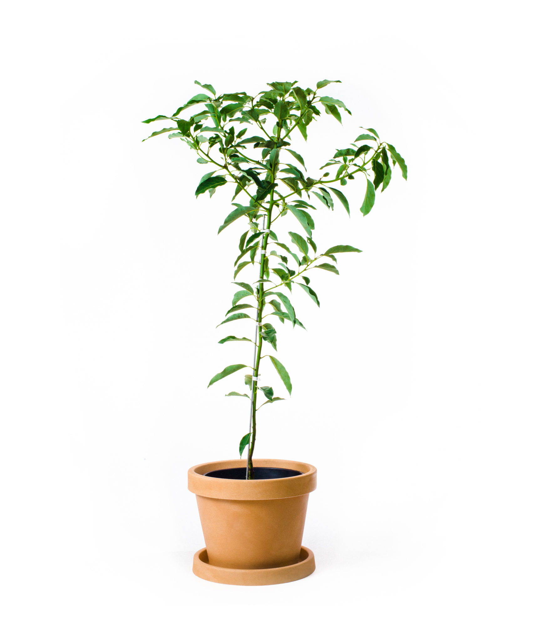Image of Hass Avocado Tree (Height: 2 - 3 FT)