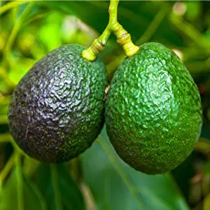 Image of Hass Avocado Tree (Height: 2 - 3 FT Add Gift Wrap: No)