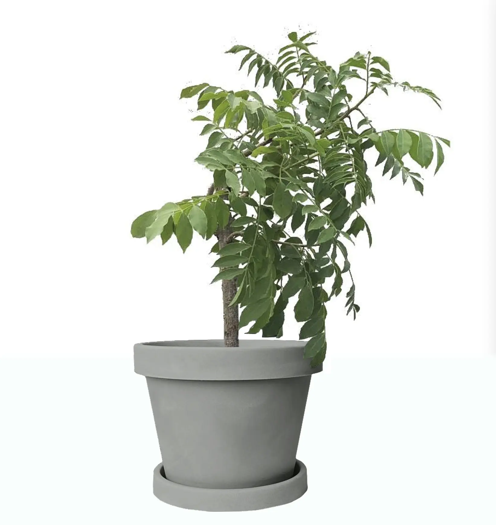 Image of Hog Plum Tree (Age: 1 Year Height: 1 TO 2 FT Size: 5 L)